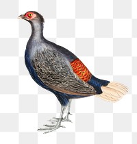 Rufous-tailed crested pheasant png sticker, vintage bird on transparent background