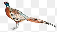 Chinese Ring-necked pheasant png sticker, vintage bird on transparent background