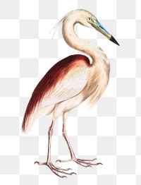 Marone backed heron png sticker, vintage bird on transparent background
