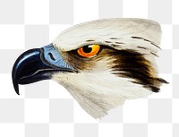 White-headed osprey png sticker, vintage bird on transparent background