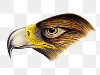 Wedge-tailed eagle png sticker, vintage bird on transparent background