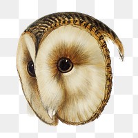 Masked barn owl png sticker, vintage bird on transparent background