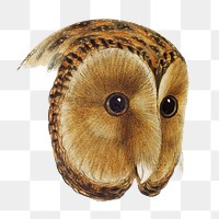 Tasmanian masked owl png sticker, vintage bird on transparent background