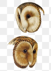 Barn png Tasmanian masked owl sticker, vintage bird on transparent background