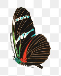 Exotic butterfly png sticker, vintage insect on transparent background. E.A. Séguy's artwork remixed by rawpixel