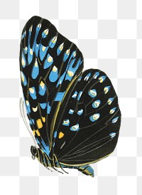 Blue spotted butterfly png sticker, exotic insect on transparent background. E.A. S&eacute;guy's artwork remixed by rawpixel