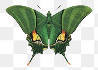 Green butterfly png sticker, exotic insect on transparent background.  Remixed by rawpixel