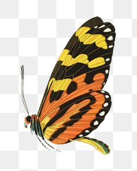 Orange exotic butterfly png sticker, vintage insect on transparent background.  Remixed by rawpixel