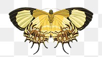 Yellow vintage butterfly png sticker, insect on transparent background. E.A. Séguy's artwork remixed by rawpixel