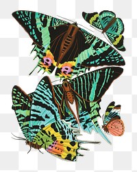 E.A. Séguy's png butterfly sticker, vintage insect set on transparent background.  Remixed by rawpixel