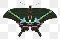 Green butterfly png sticker, exotic insect on transparent background.  Remixed by rawpixel