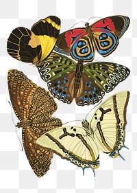 Vintage butterfly png sticker set, transparent background.  Remixed by rawpixel