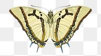 Beige exotic butterfly png sticker, vintage insect on transparent background. E.A. Séguy's artwork remixed by rawpixel