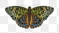 Vintage exotic butterfly png sticker, insect on transparent background. E.A. S&eacute;guy's artwork remixed by rawpixel