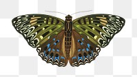 Vintage exotic butterfly png sticker, insect on transparent background. E.A. Séguy's artwork remixed by rawpixel