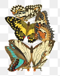 E.A. Séguy's png butterfly sticker, vintage insect set on transparent background.  Remixed by rawpixel