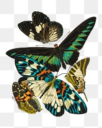 Vintage butterfly png sticker set, transparent background.  Remixed by rawpixel