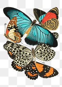 E.A. Séguy's png butterfly sticker, vintage insect set on transparent background.  Remixed by rawpixel