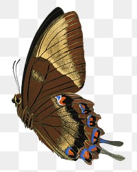 E.A. Séguy's butterfly png sticker, exotic insect on transparent background.  Remixed by rawpixel