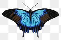 E.A. Séguy's blue butterfly png sticker, exotic insect on transparent background. Remixed by rawpixel