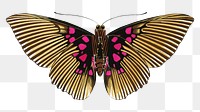 Gold striped butterfly png sticker, vintage on transparent background. E.A. Séguy's artwork remixed by rawpixel