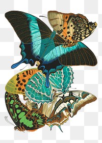 E.A. S&eacute;guy's png butterfly sticker, vintage insect set on transparent background. Remixed by rawpixel