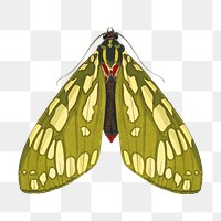 Green spotted butterfly png sticker, vintage on transparent background.  Remixed by rawpixel