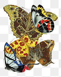 E.A. Séguy's png butterfly sticker, vintage insect set on transparent background.  Remixed by rawpixel