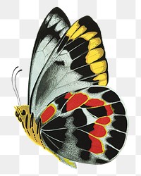 E.A. Séguy's butterfly png sticker, exotic insect on transparent background.  Remixed by rawpixel