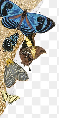 Golden butterfly png border, transparent background. Remixed from the artwork of E.A. Séguy.