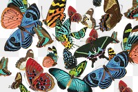 E.A. Séguy's butterfly png pattern, transparent background, remixed by rawpixel