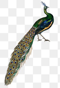 Majestic peacock png sticker, vintage bird on transparent background