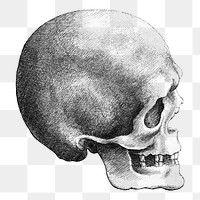 Wenceslaus Hollar's png Skull in profile to right on transparent background.    Remastered by rawpixel