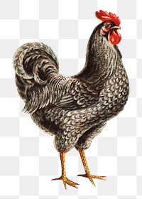 Vintage chicken png sticker, transparent background.   Remastered by rawpixel