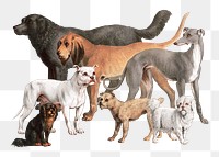 Flesh-eating animals png sticker, family-dogs on transparent background.  Remastered by rawpixel