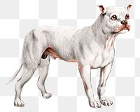 White Carnivora dog png sticker, or flesh-eating animals on transparent background.  Remastered by rawpixel