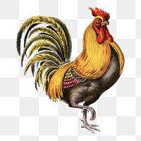 Vintage rooster png sticker, farm animal on transparent background.  Remastered by rawpixel