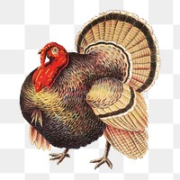 Vintage turkey png sticker, farm animal on transparent background.  Remastered by rawpixel