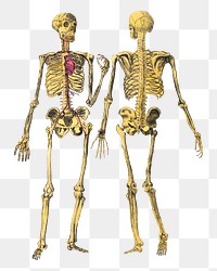 Dr. Parker's png human skeleton, vintage illustration on transparent background.  Remastered by rawpixel