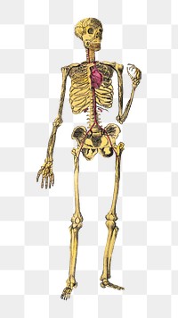 Dr. Parker's png human skeleton, vintage illustration on transparent background.  Remastered by rawpixel