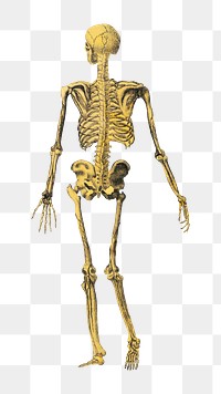 Dr. Parker's png human skeleton, vintage illustration on transparent background.  Remastered by rawpixel