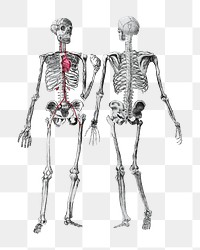 Human skeletons png medical sticker, transparent background. Remixed by rawpixel.