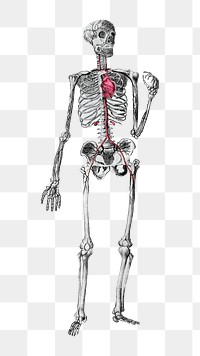 Human skeleton png front view sticker, transparent background