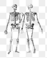 Human skeletons png medical sticker, transparent background. Remixed by rawpixel.