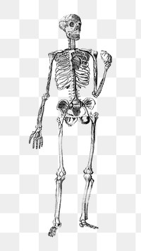 Human skeleton png front view sticker, transparent background