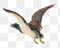 Flying goose png sticker, vintage animal on transparent background.   Remastered by rawpixel