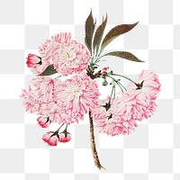 Kokichi Tsunoi's pink flower png sticker, transparent background.  Remastered by rawpixel