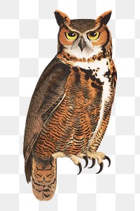 Great horned owl png on transparent background.   Remastered by rawpixel