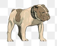 Pitbull dog png sticker, vintage animal on transparent background.   Remastered by rawpixel