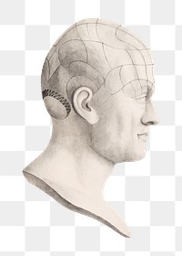 Dr. Spurzheim's png divisions of the organs of phrenology marked externally on transparent background.  Remastered by rawpixel